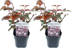 Plant in a Box - Physocarpus 'Lady in Red' - Set van 2 - struik - pot 17cm - Hoogte 30-40cm