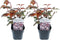 Plant in a Box - Physocarpus 'Lady in Red' - Set van 2 - struik - pot 17cm - Hoogte 30-40cm