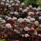 Plant in a Box - Physocarpus 'Lady in Red' - Set van 2 - struik - pot 17cm - Hoogte 30-40cm