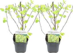 Plant in a Box - Physocarpus opulifolius Dart's Gold - Set van 2 - Blaasspirea - Pot 17cm - Hoogte 30-40cm