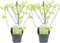 Plant in a Box - Physocarpus opulifolius Dart's Gold - Set van 2 - Blaasspirea - Pot 17cm - Hoogte 30-40cm