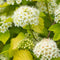 Plant in a Box - Physocarpus opulifolius Dart's Gold - Set van 2 - Blaasspirea - Pot 17cm - Hoogte 30-40cm
