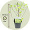 Plant in a Box - Physocarpus opulifolius Dart's Gold - Set van 2 - Blaasspirea - Pot 17cm - Hoogte 30-40cm