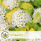 Plant in a Box - Physocarpus opulifolius Dart's Gold - Set van 4 - Blaasspirea - Pot 17cm - Hoogte 30-40cm