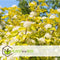 Plant in a Box - Physocarpus opulifolius Dart's Gold - Set van 4 - Blaasspirea - Pot 17cm - Hoogte 30-40cm