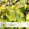 Plant in a Box - Physocarpus opulifolius Dart's Gold - Set van 4 - Blaasspirea - Pot 17cm - Hoogte 30-40cm