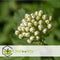 Plant in a Box - Physocarpus opulifolius Dart's Gold - Set van 4 - Blaasspirea - Pot 17cm - Hoogte 30-40cm