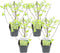 Plant in a Box - Physocarpus opulifolius Dart's Gold - Set van 4 - Blaasspirea - Pot 17cm - Hoogte 30-40cm