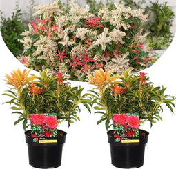 Plant in a Box - Pieris 'Forest Flame' - Set van 2 - Opvallende heester met vuurrode bladeren - Rotsheide - Pot 17cm - Hoogte 25-40cm