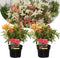 Plant in a Box - Pieris 'Forest Flame' - Set van 2 - Opvallende heester met vuurrode bladeren - Rotsheide - Pot 17cm - Hoogte 25-40cm