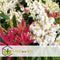 Plant in a Box - Pieris 'Forest Flame' - Set van 2 - Opvallende heester met vuurrode bladeren - Rotsheide - Pot 17cm - Hoogte 25-40cm