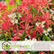 Plant in a Box - Pieris 'Forest Flame' - Set van 2 - Opvallende heester met vuurrode bladeren - Rotsheide - Pot 17cm - Hoogte 25-40cm