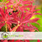 Plant in a Box - Pieris 'Forest Flame' - Set van 2 - Opvallende heester met vuurrode bladeren - Rotsheide - Pot 17cm - Hoogte 25-40cm