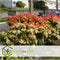 Plant in a Box - Pieris 'Forest Flame' - Set van 2 - Opvallende heester met vuurrode bladeren - Rotsheide - Pot 17cm - Hoogte 25-40cm