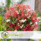 Plant in a Box - Pieris 'Forest Flame' - Set van 2 - Opvallende heester met vuurrode bladeren - Rotsheide - Pot 17cm - Hoogte 25-40cm