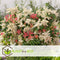 Plant in a Box - Pieris 'Forest Flame' - Set van 2 - Opvallende heester met vuurrode bladeren - Rotsheide - Pot 17cm - Hoogte 25-40cm