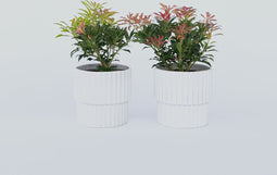 Plant in a Box - Pieris 'Forest Flame' - Set van 4 - Opvallende heester met vuurrode bladeren - Rotsheide - Pot 17cm - Hoogte 25-40cm