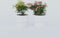 Plant in a Box - Pieris 'Forest Flame' - Set van 4 - Opvallende heester met vuurrode bladeren - Rotsheide - Pot 17cm - Hoogte 25-40cm