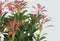Plant in a Box - Pieris 'Forest Flame' - Set van 4 - Opvallende heester met vuurrode bladeren - Rotsheide - Pot 17cm - Hoogte 25-40cm