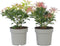 Plant in a Box - Pieris 'Forest Flame' - Set van 4 - Opvallende heester met vuurrode bladeren - Rotsheide - Pot 17cm - Hoogte 25-40cm