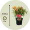 Plant in a Box - Pieris 'Forest Flame' - Set van 4 - Opvallende heester met vuurrode bladeren - Rotsheide - Pot 17cm - Hoogte 25-40cm