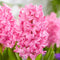 Plant in a Box - Pink Blush - 25 st. - Tulpa, Hyacint - Bloembollen - Roze