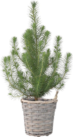 Plant in a Box - Pinus Pinea - Italiaanse Pijnboom met Decoratieve Mand - Hoogte 40-50cm - Mediterrane Den voor Tuin & Binnen - Droogtebestendig - Pot 15cm