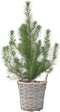 Plant in a Box - Pinus Pinea - Italiaanse Pijnboom met Decoratieve Mand - Hoogte 40-50cm - Mediterrane Den voor Tuin & Binnen - Droogtebestendig - Pot 15cm