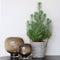 Plant in a Box - Pinus Pinea - Italiaanse Pijnboom met Decoratieve Mand - Hoogte 40-50cm - Mediterrane Den voor Tuin & Binnen - Droogtebestendig - Pot 15cm