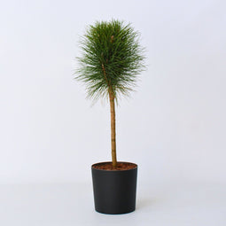 Plant in a Box - Pinus Summer Breeze - Dwergden - Bolvormig - Groene naalden - Pot 24cm - Hoogte 70-80cm
