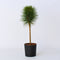 Plant in a Box - Pinus Summer Breeze - Dwergden - Bolvormig - Groene naalden - Pot 24cm - Hoogte 70-80cm