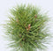Plant in a Box - Pinus Summer Breeze - Dwergden - Bolvormig - Groene naalden - Pot 24cm - Hoogte 70-80cm