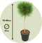Plant in a Box - Pinus Summer Breeze - Dwergden - Bolvormig - Groene naalden - Pot 24cm - Hoogte 70-80cm