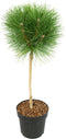 Plant in a Box - Pinus Summer Breeze - Dwergden - Bolvormig - Groene naalden - Pot 24cm - Hoogte 70-80cm