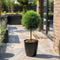 Plant in a Box - Pinus Summer Breeze - Dwergden - Bolvormig - Groene naalden - Pot 24cm - Hoogte 70-80cm