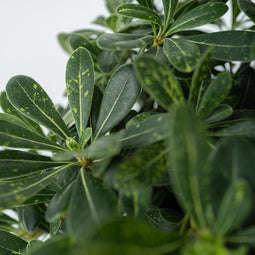 Plant in a Box - Pittosporum tobira nanum - Exotische bloeiende laurierstruik - Pot 19cm - Hoogte 30-40cm