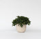 Plant in a Box - Pittosporum tobira nanum - Exotische bloeiende laurierstruik - Pot 19cm - Hoogte 30-40cm