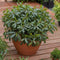 Plant in a Box - Pittosporum tobira nanum - Exotische bloeiende laurierstruik - Pot 19cm - Hoogte 30-40cm
