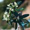 Plant in a Box - Pittosporum tobira nanum - Exotische bloeiende laurierstruik - Pot 19cm - Hoogte 30-40cm