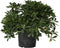 Plant in a Box - Pittosporum tobira nanum - Exotische bloeiende laurierstruik - Pot 19cm - Hoogte 30-40cm