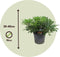Plant in a Box - Pittosporum tobira nanum - Exotische bloeiende laurierstruik - Pot 19cm - Hoogte 30-40cm