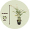 Plant in a Box - Plant in a Box - Acer palmatum 'Ukigumo' - Japanse Esdoorn winterhard - Groene bladeren - Pot 19cm - Hoogte 50-60cm