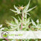 Plant in a Box - Plant in a Box - Acer palmatum 'Ukigumo' - Japanse Esdoorn winterhard - Groene bladeren - Pot 19cm - Hoogte 50-60cm