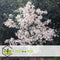 Plant in a Box - Plant in a Box - Acer palmatum 'Ukigumo' - Japanse Esdoorn winterhard - Groene bladeren - Pot 19cm - Hoogte 50-60cm