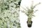 Plant in a Box - Plant in a Box - Acer palmatum 'Ukigumo' - Japanse Esdoorn winterhard - Groene bladeren - Pot 19cm - Hoogte 50-60cm