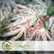 Plant in a Box - Plant in a Box - Acer palmatum 'Ukigumo' - Japanse Esdoorn winterhard - Groene bladeren - Pot 19cm - Hoogte 50-60cm