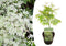 Plant in a Box - Plant in a Box - Acer palmatum 'Ukigumo' - Japanse Esdoorn winterhard - Groene bladeren - Pot 19cm - Hoogte 50-60cm