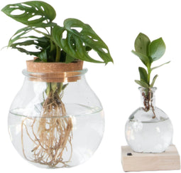 Plant in a Box - Plantenmix in glas - Set van 2 - Clusia, Monstera - Hoogte 15-35cm - ⌀20cm