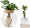Plant in a Box - Plantenmix in glas - Set van 2 - Clusia, Monstera - Hoogte 15-35cm - ⌀20cm