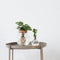 Plant in a Box - Plantenmix in glas - Set van 2 - Clusia, Monstera - Hoogte 15-35cm - ⌀20cm